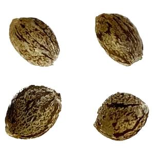 Auto Papaya Apricot Feminized Seeds