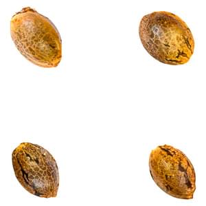 Crasher Breath (Fem Seeds)